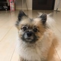 ポメラニアン♀（血統証明書有り）里親募集します。