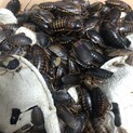 デュビア　各サイズ　一旦停止致します