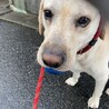 拾ったボール！離しません！