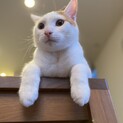 超甘えん坊白茶ちくわ9ヶ月♂