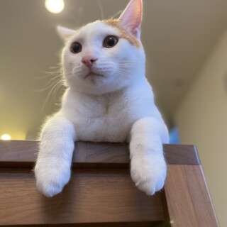 超甘えん坊白茶ちくわ9ヶ月♂
