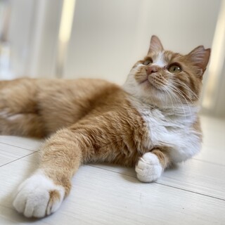 人が大好きな茶白メス