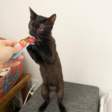 得意の立ちちゅーる