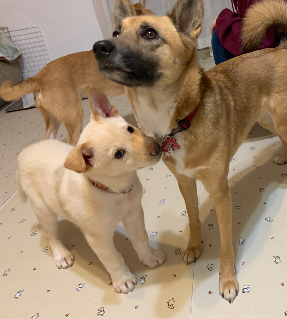 Mix子犬の男の子 はん 千葉県 犬の里親募集 ペットのおうち 月間利用者150万人