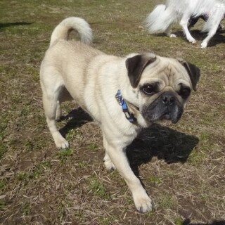 ハンサムで健康的な6才のパグ、名前はケンです。