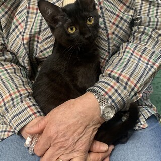 奇跡的に助かった黒の女の子猫ちゃん