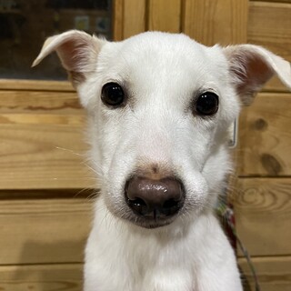 ジャスミンのずっとのおうち探し一旦中断します。