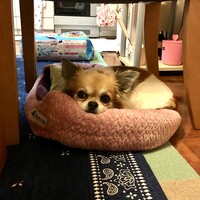 大内はなこ