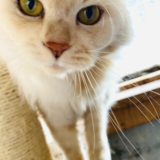 飼い主さんが急逝された親子猫