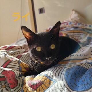 おしゃべりな　ライくん