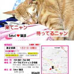 魅力的な大人猫のSakai♥猫活　譲渡会