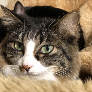 【トライアル中】長毛の綺麗な女の子