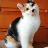 三毛猫女子　花ちゃん サムネイル2