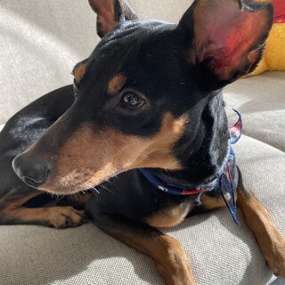 とっても優しい性格のワンコです