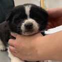子犬ちゃんの家族を探しています