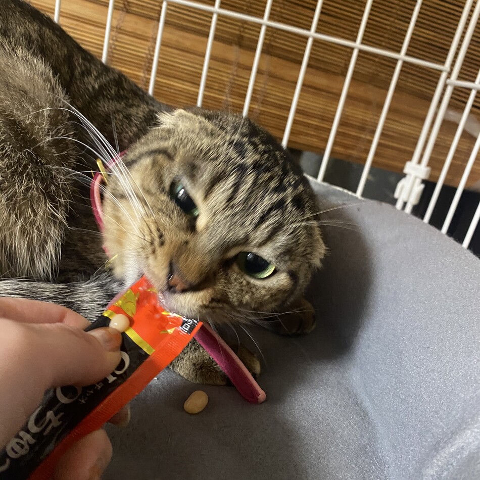 Mila:Marieのカバー写真