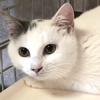 おとなしくてビビリさんの　みつりちゃん