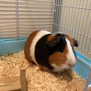 モルモット　女の子