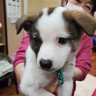子犬ちゃんの家族を探しています