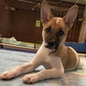 リッキーのずっとのおうち募集を停止します。