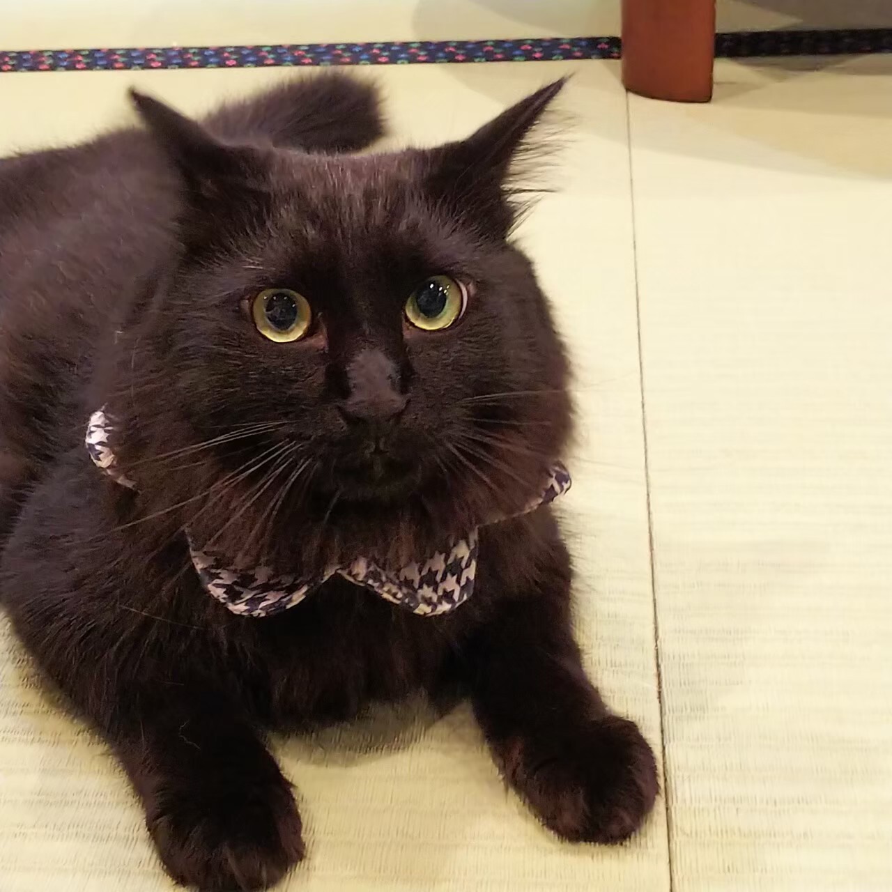 ヘソ天でお腹なでなでが大 大阪府 猫の里親募集 ペットのおうち 月間利用者150万人