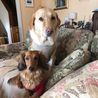 大事に育ててくれる里親募集