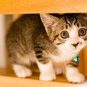 子猫