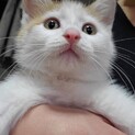 ボクを家族にして下さい。