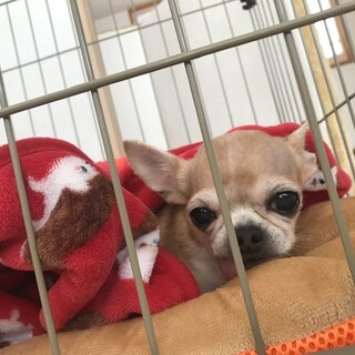 可愛がってくれる方を探しています