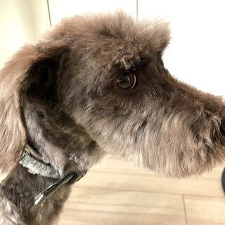 ブラウンのミニチュアシュナウザーです