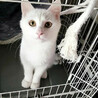 マブダチのハンサム猫、マシュマロとハナ サムネイル3