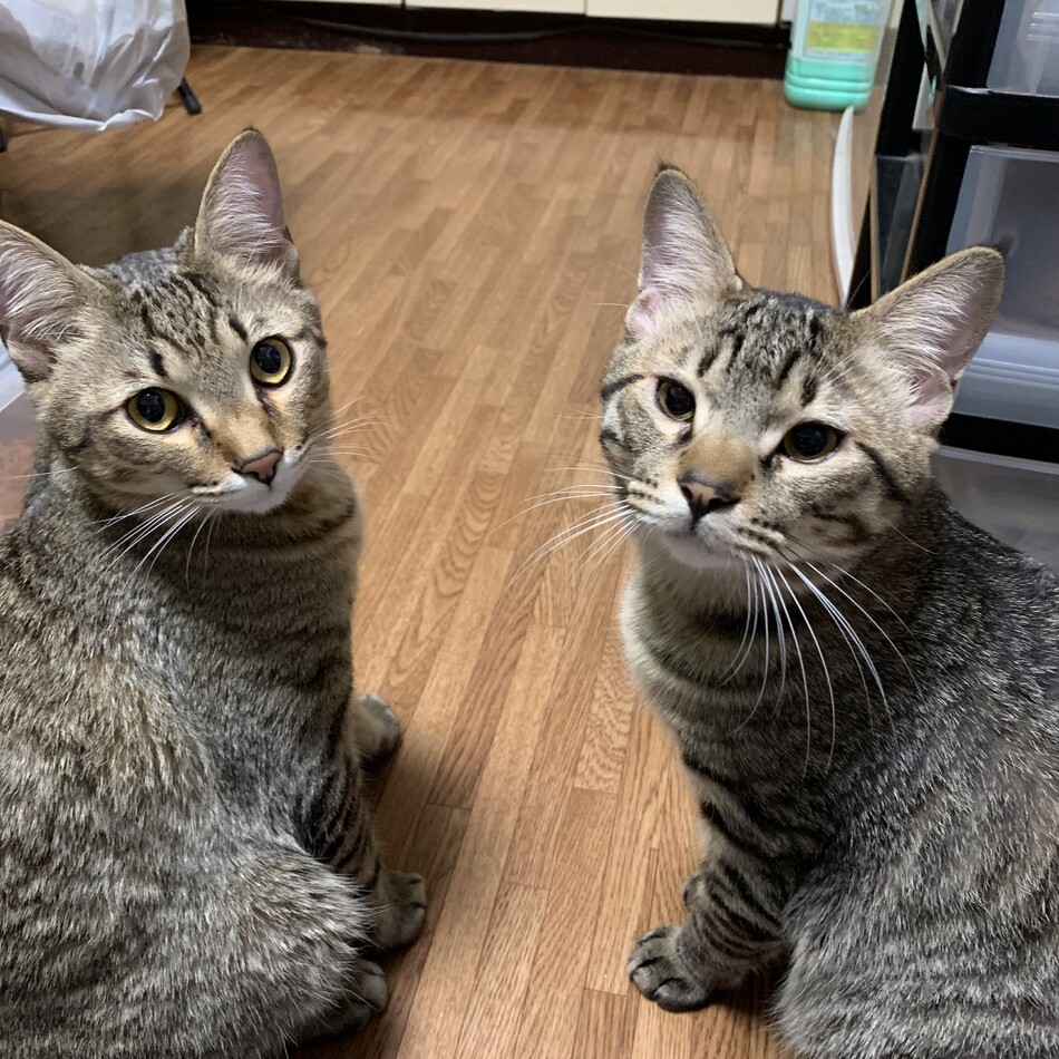 ナラのカバー写真