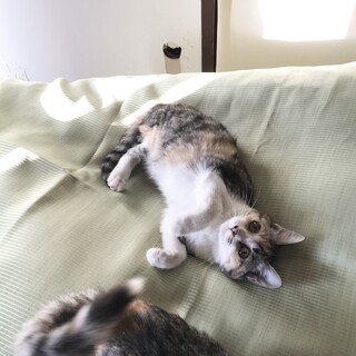 三毛猫③