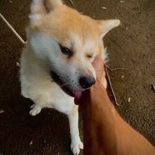 4歳なのに落ち着いてる秋田犬さくらちゃん！