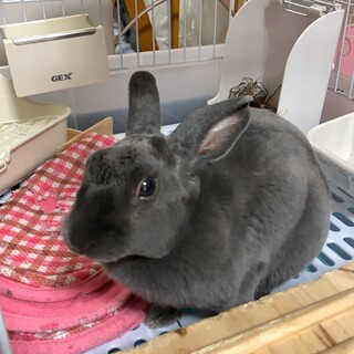 ミニレッキスおんなのこ