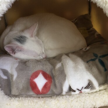 キトンキャップはまだかぶってるよー