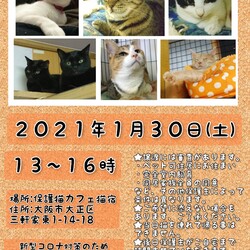 にゃんこ譲渡会 サムネイル1