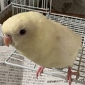 一旦停止します。サザナミインコ里親募集