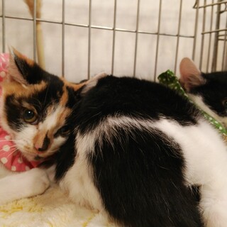 甘えて可愛い正統派三毛猫、白黒兄います。