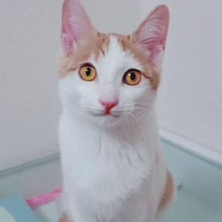 【茶白】「るい」くん：現在トライアル中