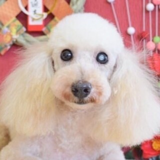 美犬♡ソフィアちゃん