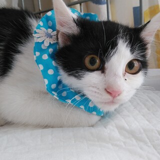 白黒のラージ君三毛と兄妹です。