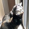 イワタニ
