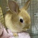 【募集停止】2ヶ月のネザーランドドワーフ☆女の子