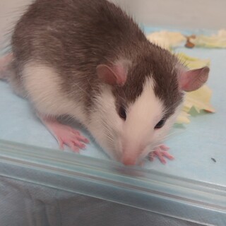 ファンシーラットの男の子