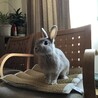 チャプチ