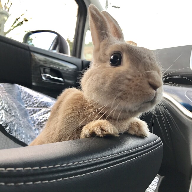 チャプチのカバー写真