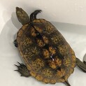 里親募集してます