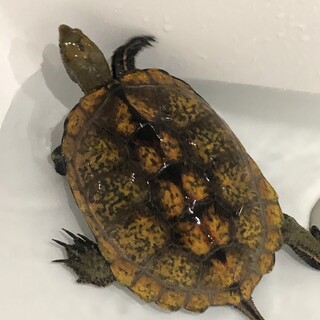 里親募集してます