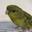 里親募集　サザナミインコ　推定1歳三ヶ月